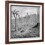 Indefatigable Island, Galapagos Archipelago, 1895-null-Framed Giclee Print