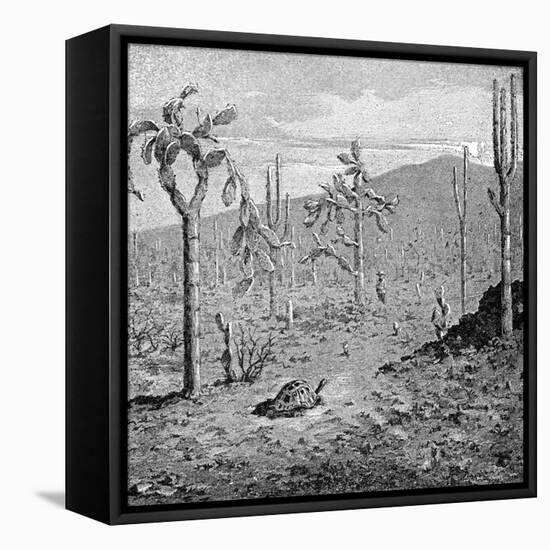 Indefatigable Island, Galapagos Archipelago, 1895-null-Framed Stretched Canvas