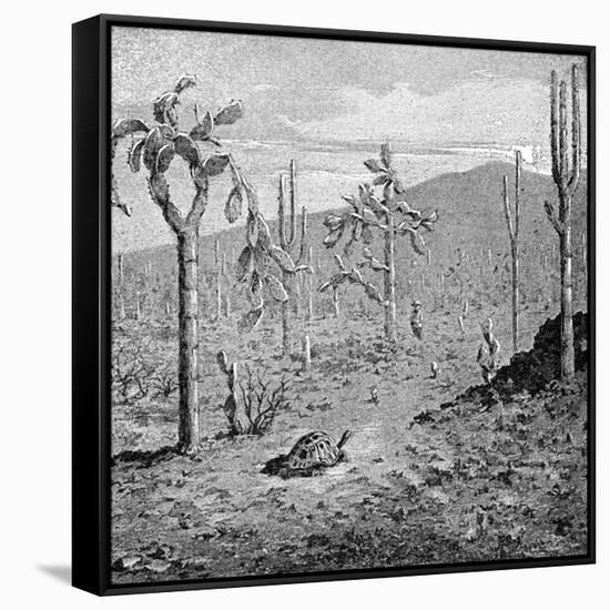 Indefatigable Island, Galapagos Archipelago, 1895-null-Framed Stretched Canvas