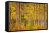 Independence Pass-John Gavrilis-Framed Stretched Canvas