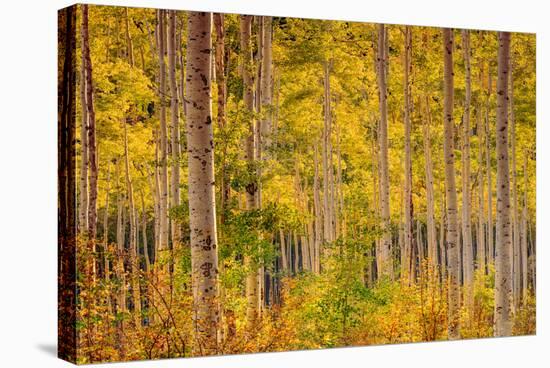 Independence Pass-John Gavrilis-Stretched Canvas