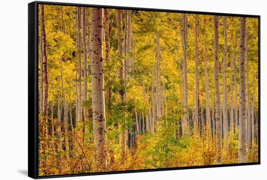 Independence Pass-John Gavrilis-Framed Stretched Canvas