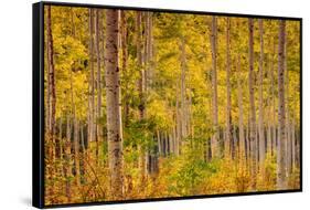 Independence Pass-John Gavrilis-Framed Stretched Canvas