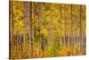 Independence Pass-John Gavrilis-Stretched Canvas