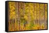 Independence Pass-John Gavrilis-Framed Stretched Canvas