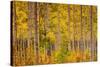 Independence Pass-John Gavrilis-Stretched Canvas