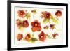 Independent Blooms Element VI-Shirley Novak-Framed Art Print