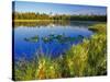 Index Peak Reflects into Mud Lake on the Beartooth Plateau, Wyoming, USA-Chuck Haney-Stretched Canvas