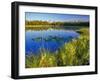 Index Peak Reflects into Mud Lake on the Beartooth Plateau, Wyoming, USA-Chuck Haney-Framed Photographic Print