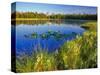 Index Peak Reflects into Mud Lake on the Beartooth Plateau, Wyoming, USA-Chuck Haney-Stretched Canvas