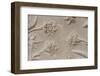 India, Agra, Taj Mahal. Detail of Carved Marble with Flower Design-Cindy Miller Hopkins-Framed Photographic Print