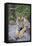 India, Bandhavgarh National Park, Tiger Cub Lying on Rock-Theo Allofs-Framed Stretched Canvas