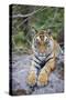 India, Bandhavgarh National Park, Tiger Cub Lying on Rock-Theo Allofs-Stretched Canvas