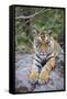 India, Bandhavgarh National Park, Tiger Cub Lying on Rock-Theo Allofs-Framed Stretched Canvas