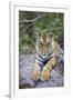 India, Bandhavgarh National Park, Tiger Cub Lying on Rock-Theo Allofs-Framed Photographic Print