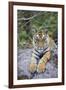 India, Bandhavgarh National Park, Tiger Cub Lying on Rock-Theo Allofs-Framed Photographic Print