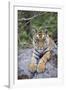 India, Bandhavgarh National Park, Tiger Cub Lying on Rock-Theo Allofs-Framed Photographic Print