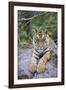 India, Bandhavgarh National Park, Tiger Cub Lying on Rock-Theo Allofs-Framed Photographic Print