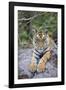 India, Bandhavgarh National Park, Tiger Cub Lying on Rock-Theo Allofs-Framed Photographic Print