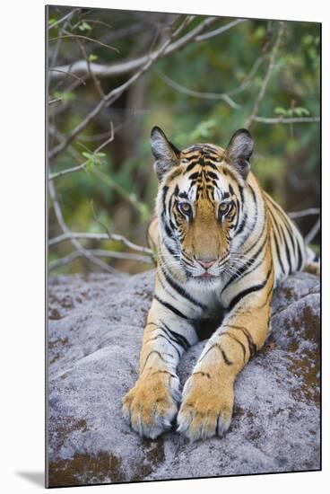 India, Bandhavgarh National Park, Tiger Cub Lying on Rock-Theo Allofs-Mounted Photographic Print