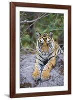 India, Bandhavgarh National Park, Tiger Cub Lying on Rock-Theo Allofs-Framed Photographic Print