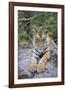 India, Bandhavgarh National Park, Tiger Cub Lying on Rock-Theo Allofs-Framed Photographic Print