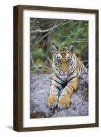 India, Bandhavgarh National Park, Tiger Cub Lying on Rock-Theo Allofs-Framed Photographic Print