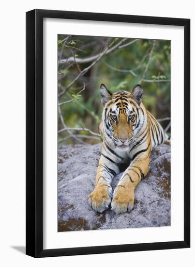 India, Bandhavgarh National Park, Tiger Cub Lying on Rock-Theo Allofs-Framed Photographic Print