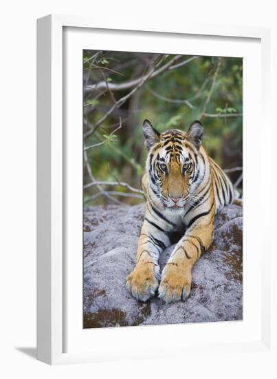 India, Bandhavgarh National Park, Tiger Cub Lying on Rock-Theo Allofs-Framed Photographic Print