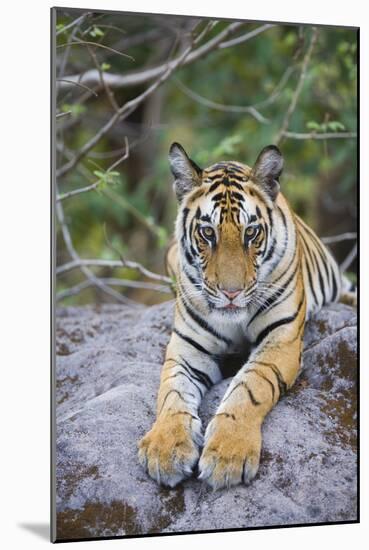 India, Bandhavgarh National Park, Tiger Cub Lying on Rock-Theo Allofs-Mounted Photographic Print