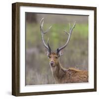 India. Barasingha, Southern swamp deer, at Kanha Tiger reserve.-Ralph H. Bendjebar-Framed Photographic Print