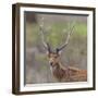 India. Barasingha, Southern swamp deer, at Kanha Tiger reserve.-Ralph H. Bendjebar-Framed Photographic Print