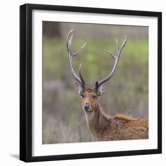 India. Barasingha, Southern swamp deer, at Kanha Tiger reserve.-Ralph H. Bendjebar-Framed Photographic Print