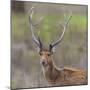 India. Barasingha, Southern swamp deer, at Kanha Tiger reserve.-Ralph H. Bendjebar-Mounted Photographic Print