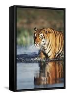 India, Bengal Tiger, Panthera Tigris-Stuart Westmorland-Framed Stretched Canvas