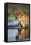 India, Bengal Tiger, Panthera Tigris-Stuart Westmorland-Framed Stretched Canvas