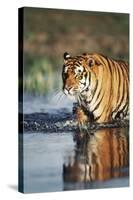 India, Bengal Tiger, Panthera Tigris-Stuart Westmorland-Stretched Canvas