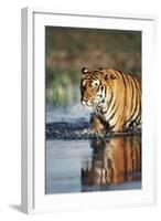 India, Bengal Tiger, Panthera Tigris-Stuart Westmorland-Framed Photographic Print