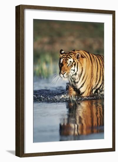 India, Bengal Tiger, Panthera Tigris-Stuart Westmorland-Framed Photographic Print