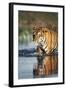 India, Bengal Tiger, Panthera Tigris-Stuart Westmorland-Framed Photographic Print