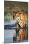 India, Bengal Tiger, Panthera Tigris-Stuart Westmorland-Mounted Photographic Print