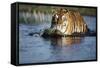 India, Bengal Tiger, Panthera Tigris-Stuart Westmorland-Framed Stretched Canvas