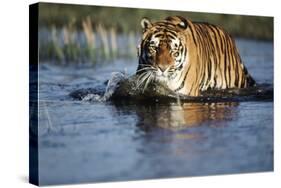 India, Bengal Tiger, Panthera Tigris-Stuart Westmorland-Stretched Canvas