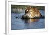 India, Bengal Tiger, Panthera Tigris-Stuart Westmorland-Framed Photographic Print