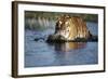 India, Bengal Tiger, Panthera Tigris-Stuart Westmorland-Framed Photographic Print