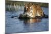 India, Bengal Tiger, Panthera Tigris-Stuart Westmorland-Mounted Photographic Print