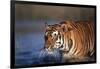 India, Bengal Tiger, Panthera Tigris-Stuart Westmorland-Framed Photographic Print