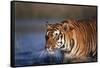 India, Bengal Tiger, Panthera Tigris-Stuart Westmorland-Framed Stretched Canvas