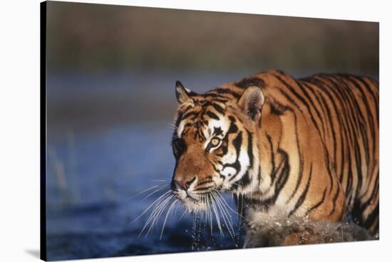 India, Bengal Tiger, Panthera Tigris-Stuart Westmorland-Stretched Canvas