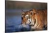 India, Bengal Tiger, Panthera Tigris-Stuart Westmorland-Stretched Canvas